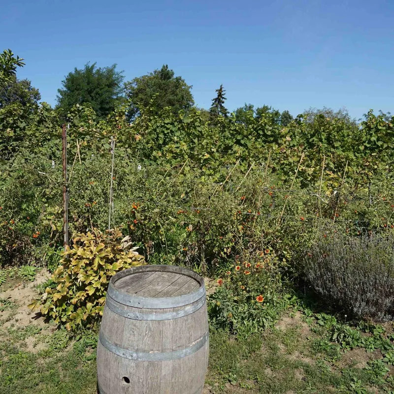 Weinfass im Garten vor Sträuchern und Bäumen