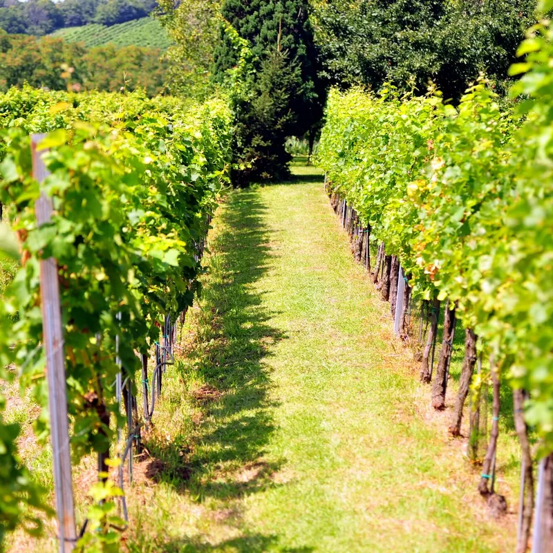 Gemähter Weg zwischen grünen Rebzeilen