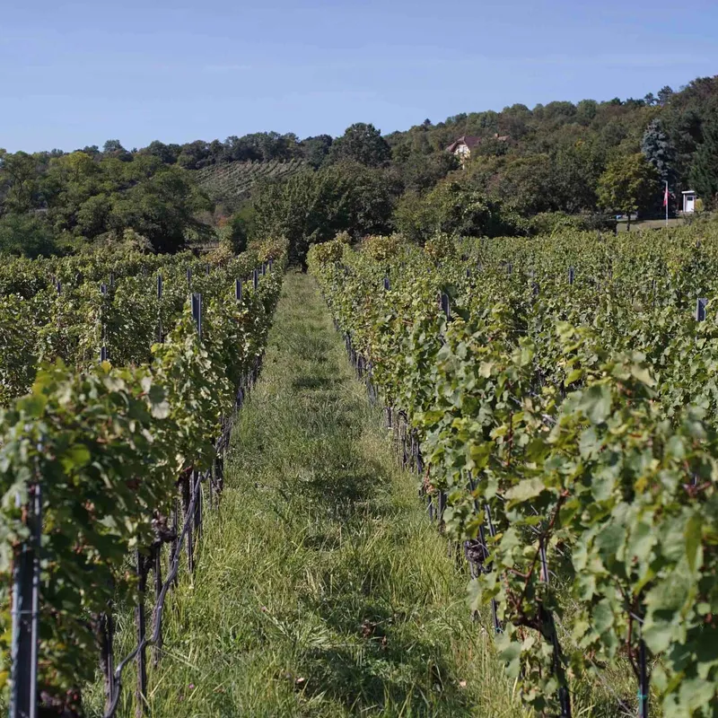 Rebzeilen an einem Hang unter blauem Himmel
